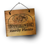 brown logo
