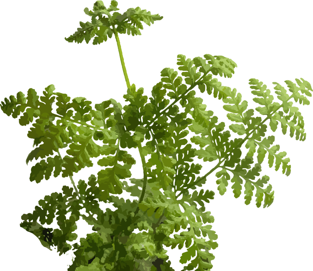 hypofern
