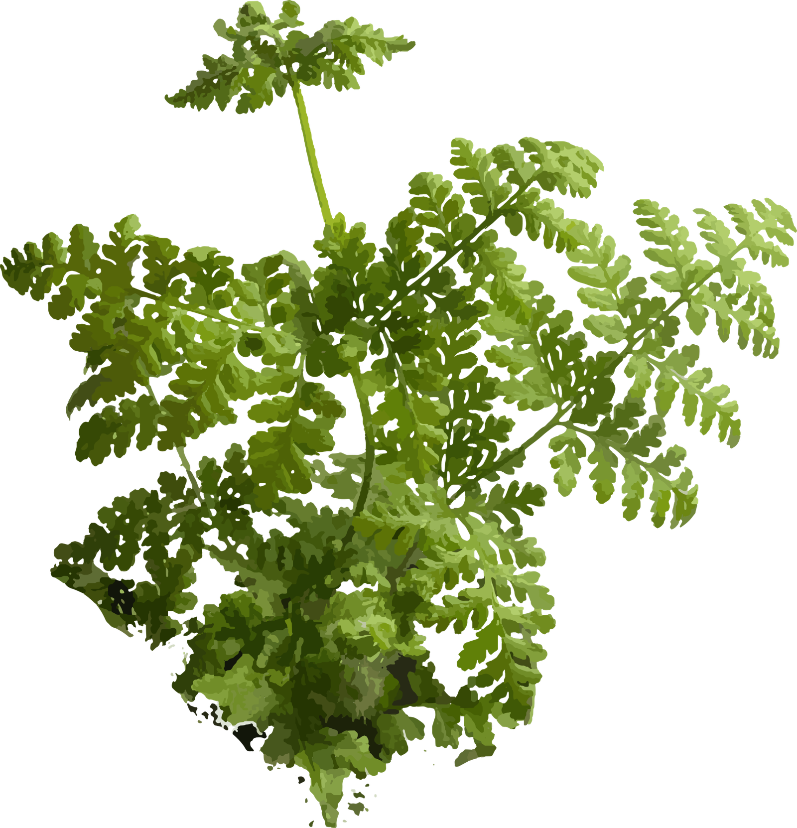 hypofern