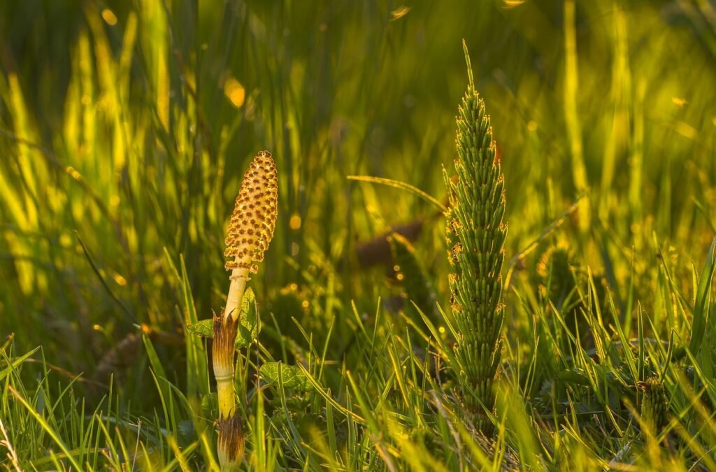 horsetail, cattail, field horsetail, green, rush-like, horsetail, horsetail, horsetail, horsetail, horsetail, field horsetail