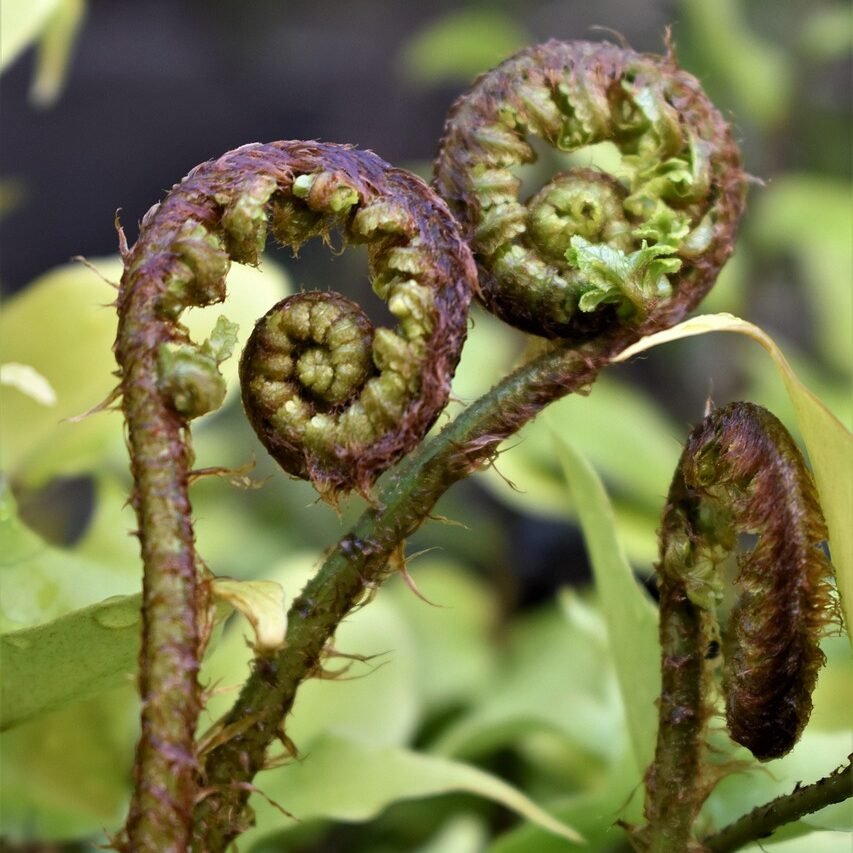 fern, fern leaf, leaf, curled up, fern plant, fern fronds, green, nature, forest, green plant, forest plant, structure, roll, roll out, fresh, frond