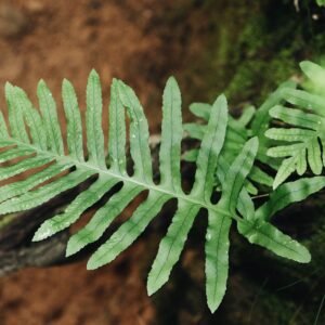 Detailed view of a green fern leaf against earthy background with lush greenery.